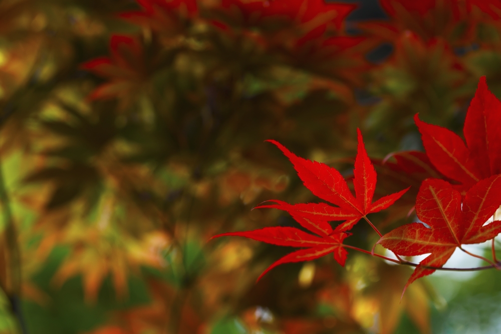Japanese Maple Leaves - Edmonton Alberta Canada Poster Print - 38 x 24 in. - Large
