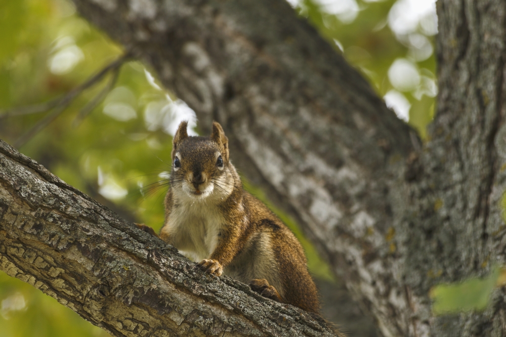 Red Squirrel Tamiasciurus Hudsonicus on Deciduous Tree Branch - Edmonton Alberta Canada Poster Print - 19 x 12 in.