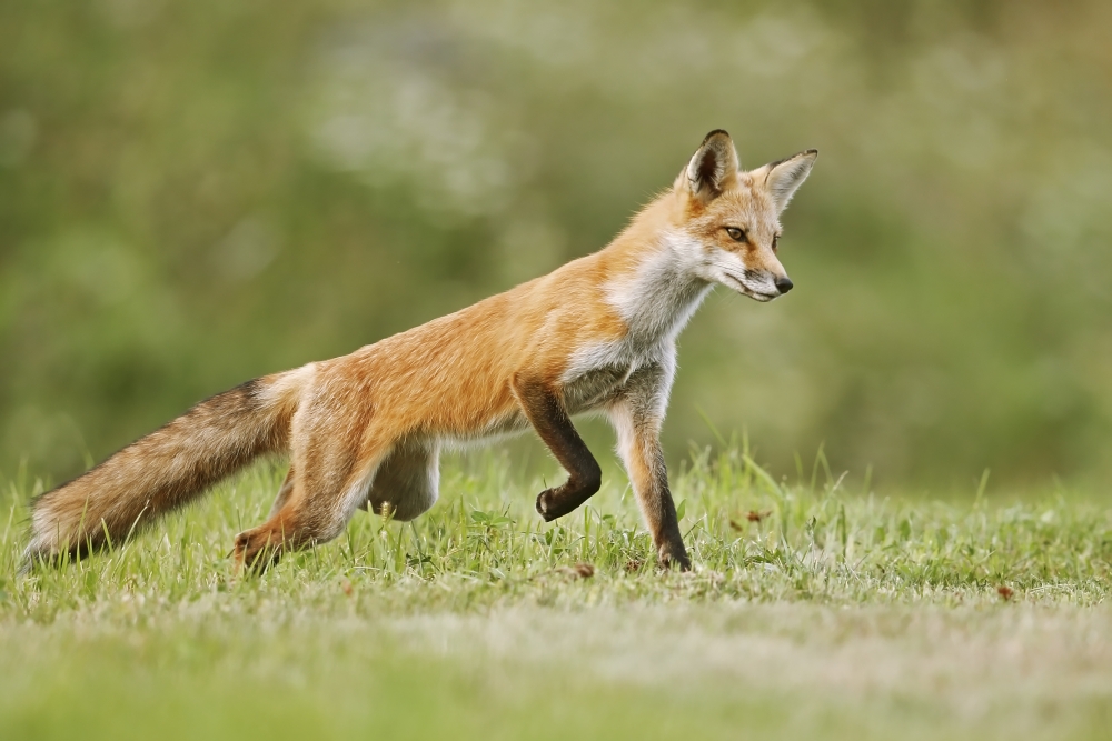 DPI12274952 Red Fox Vulpes Vulpes Walking on Grass - Montreal Quebec Canada Poster Print - 19 x 12 in.