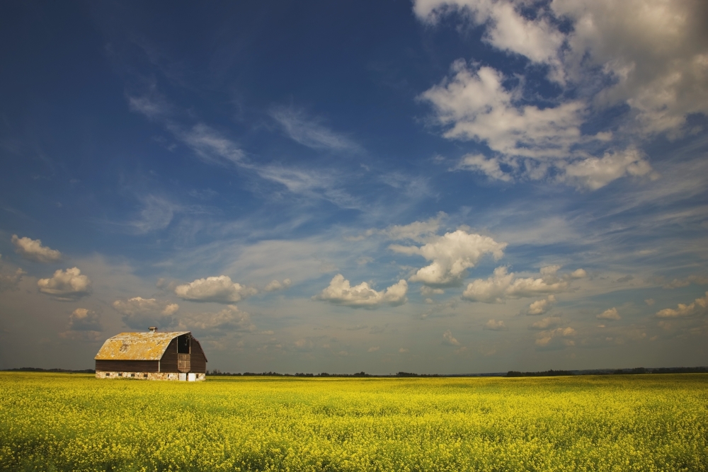 Alberta - Canada - An Old Barn In A Field Poster Print