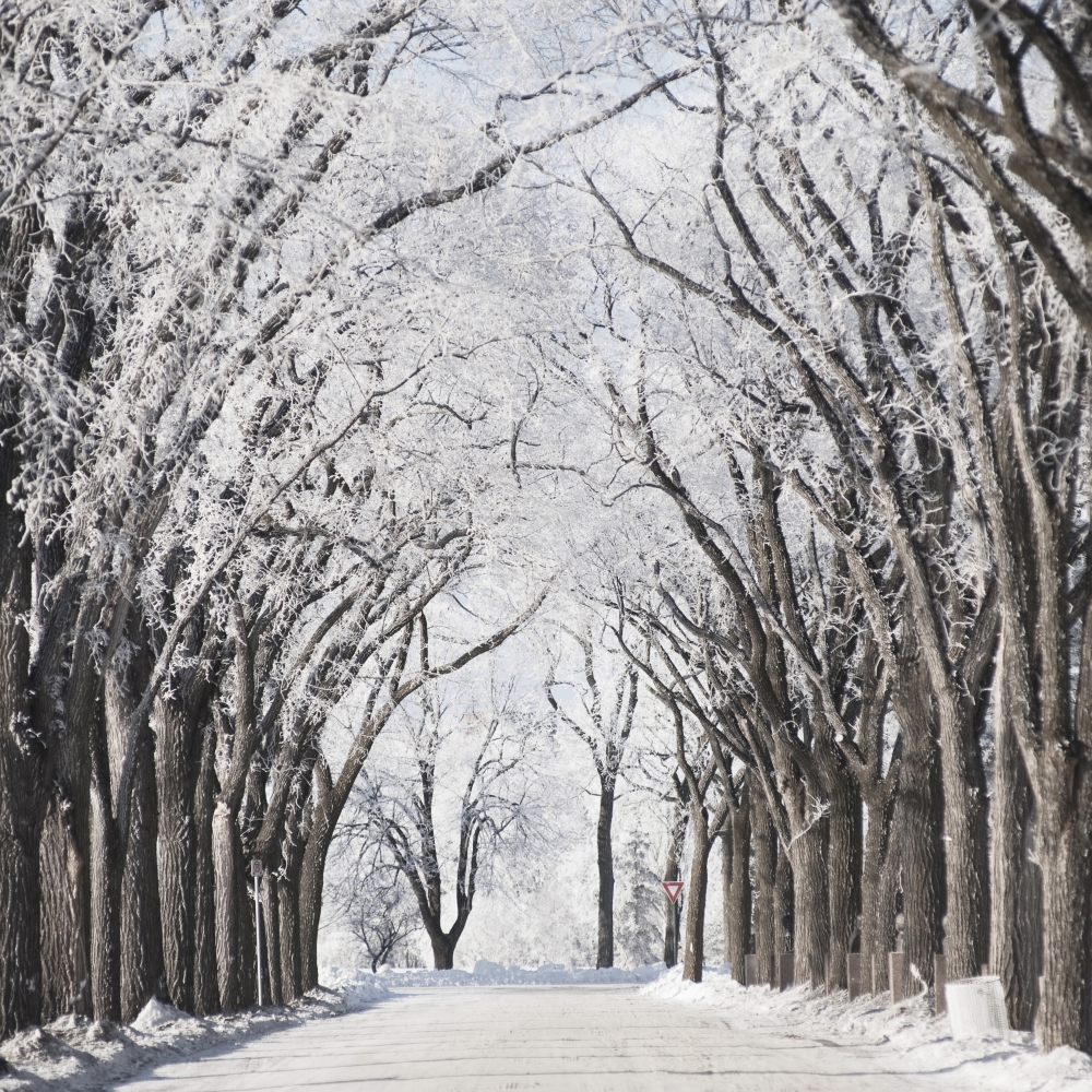 DPI1873242 Winnipeg, Manitoba, Canada - A Road & Trees Covered In Snow In Winter Poster Print, 15 x 15