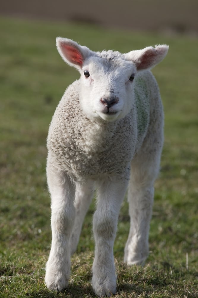 Northumberland - England - A White Lamb Poster Print