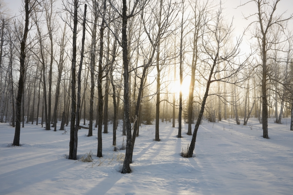 Ontario - Canada - The Sunlight Shining Through The Trees In A Forest In Winter Poster Print