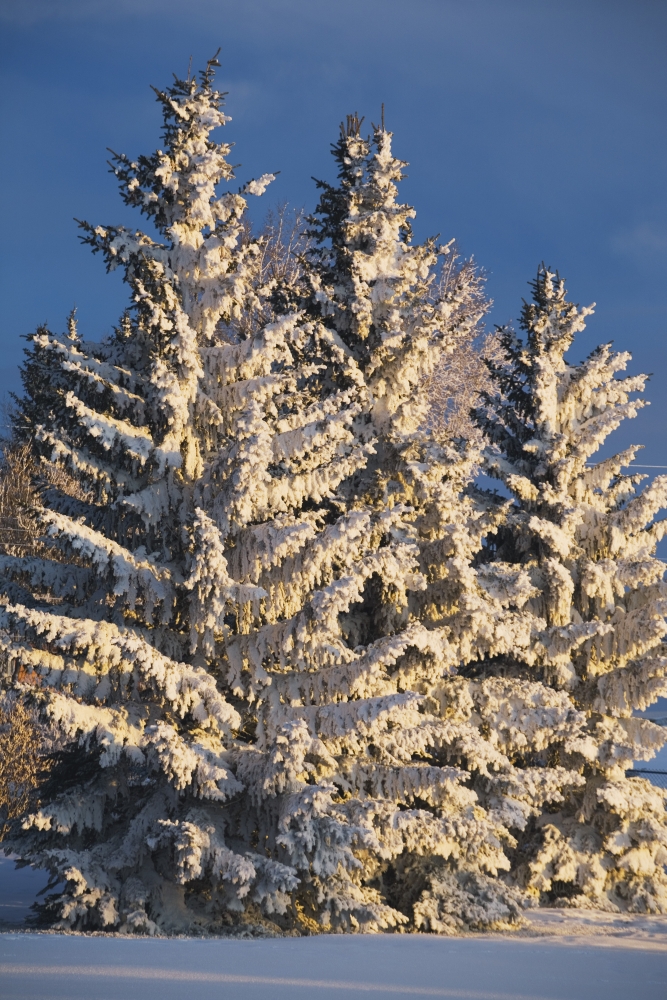 DPI1875392 Calgary, Alberta, Canada - Snow Covered Evergreen Trees At Sunrise Poster Print, 12 x 19