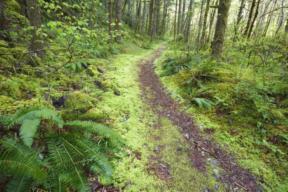 A Trail Leading Through The Forest Poster Print - 19 x 12