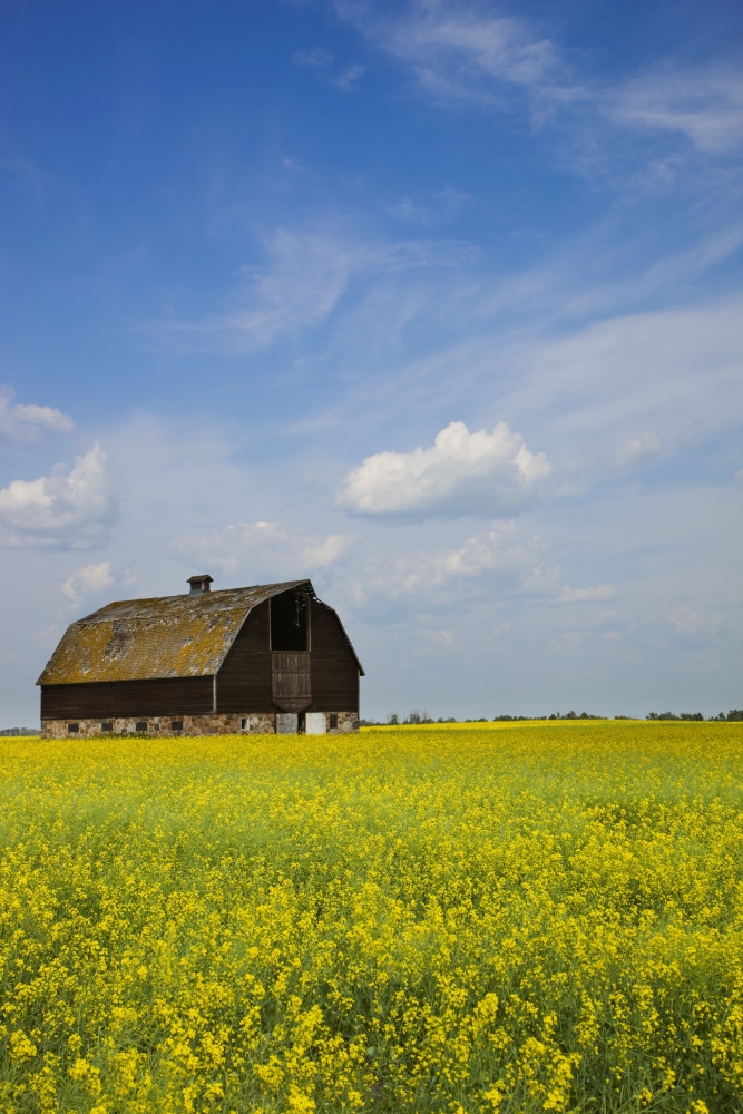 Alberta, Canada - An Old Barn In A Field Poster Print, 24 x 38 - Large