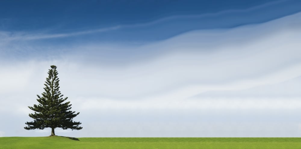 A Coniferous Tree Standing Alone In A Field Poster Print - 44 x 20 - Large