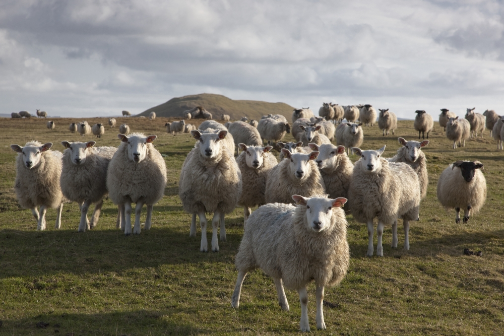Picture of Posterazzi DPI1875329LARGE Northumberland&#44; England - A Flock of Sheep In A Field Poster Print&#44; 38 x 24 - Large