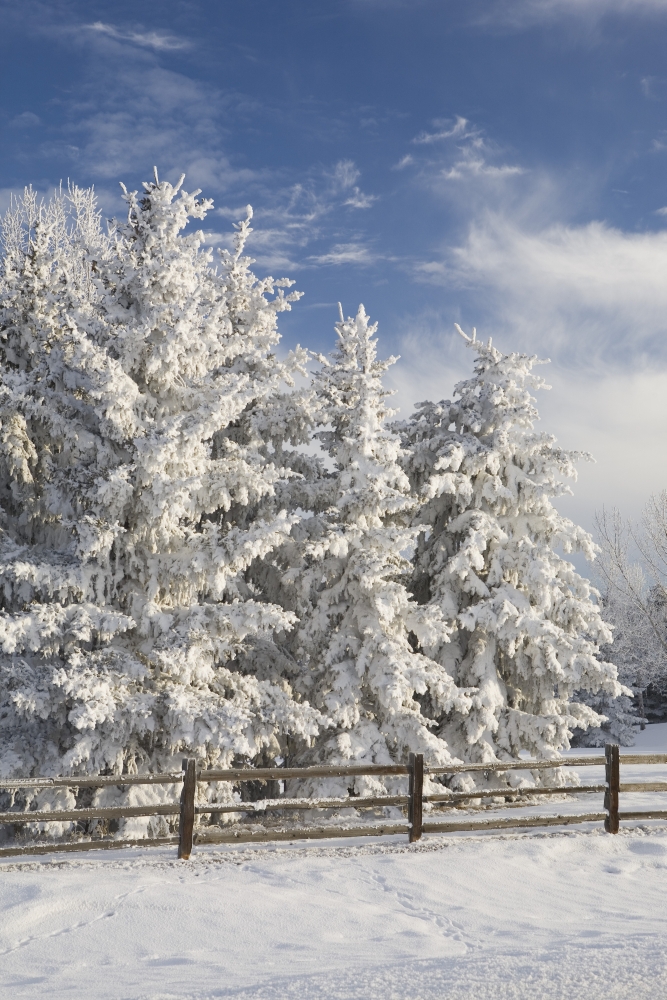DPI1875365LARGE Calgary, Alberta, Canada - Snow Covered Evergreen Trees & A Wooden Fence Poster Print, 24 x 38 - Large