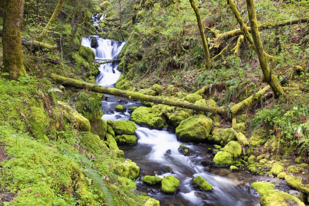 A Stream Flowing Through The Forest Poster Print