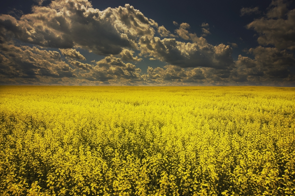 Alberta - Canada - A Canola Field Under Clouds Poster Print - 38 x 24 - Large