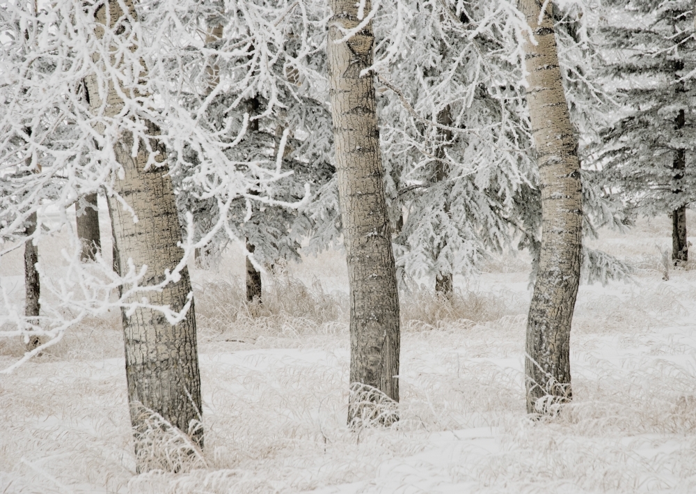 Calgary, Alberta, Canada - White Aspens In Winter Poster Print, 36 x 26 - Large