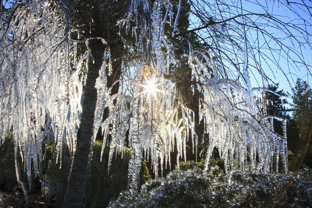 Icicles Hanging From Tree Branches Poster Print - 38 x 24 - Large