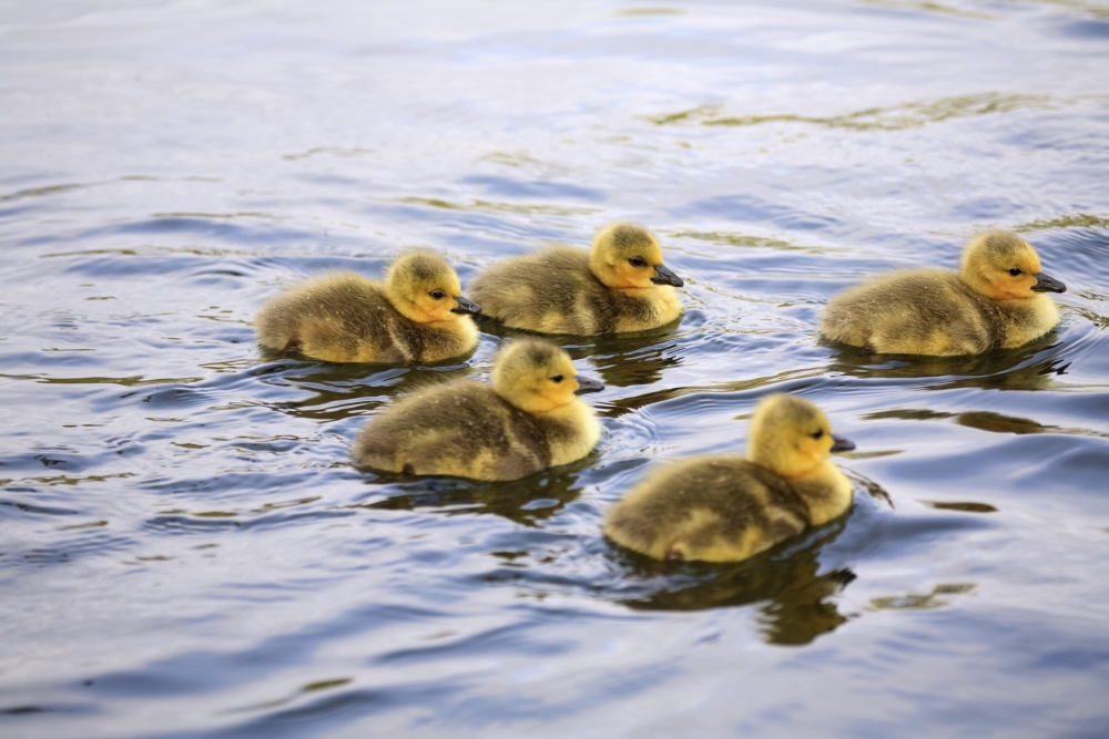 Five Goslings In The Water Poster Print - 38 x 24 - Large