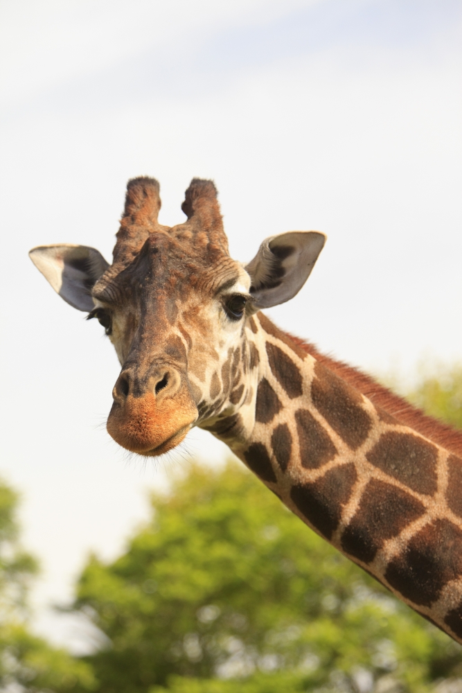 DPI1875969LARGE Buenos Aires, Argentina - Giraffe Giraffa Camelopardalis In Palermo Zoological Gardens Poster Print, 24 x 38 - Large