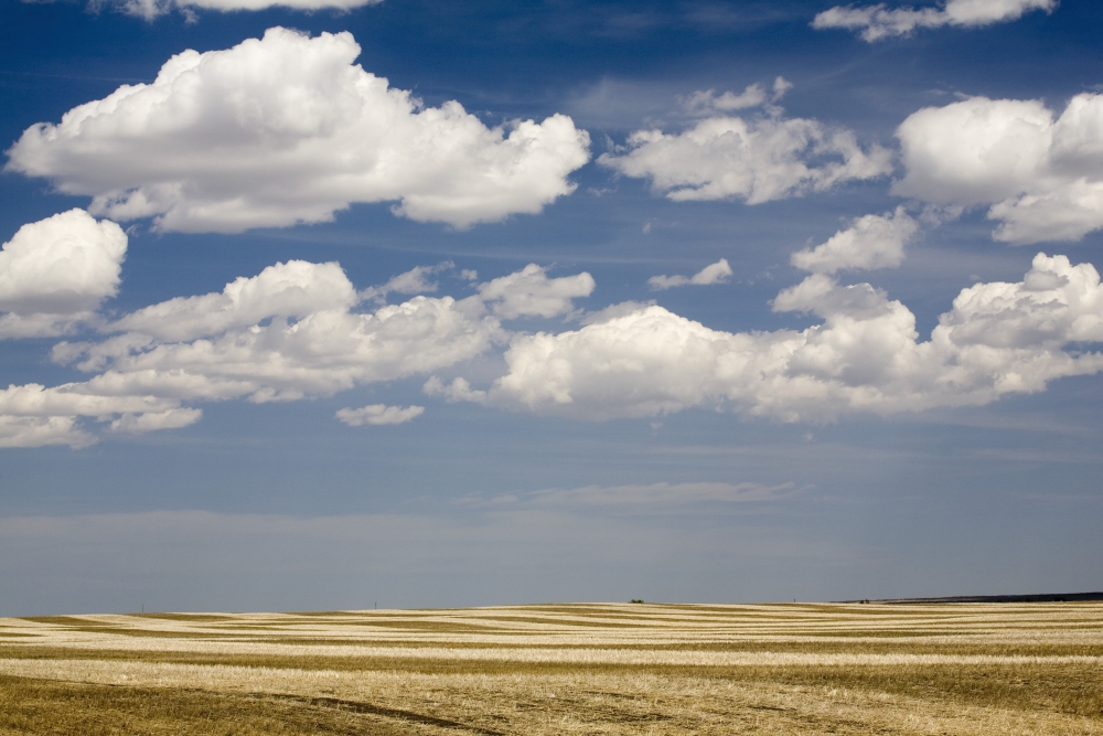 DPI1876828LARGE Calgary, Alberta, Canada - Stubble Field In The Spring Poster Print, 40 x 26 - Large