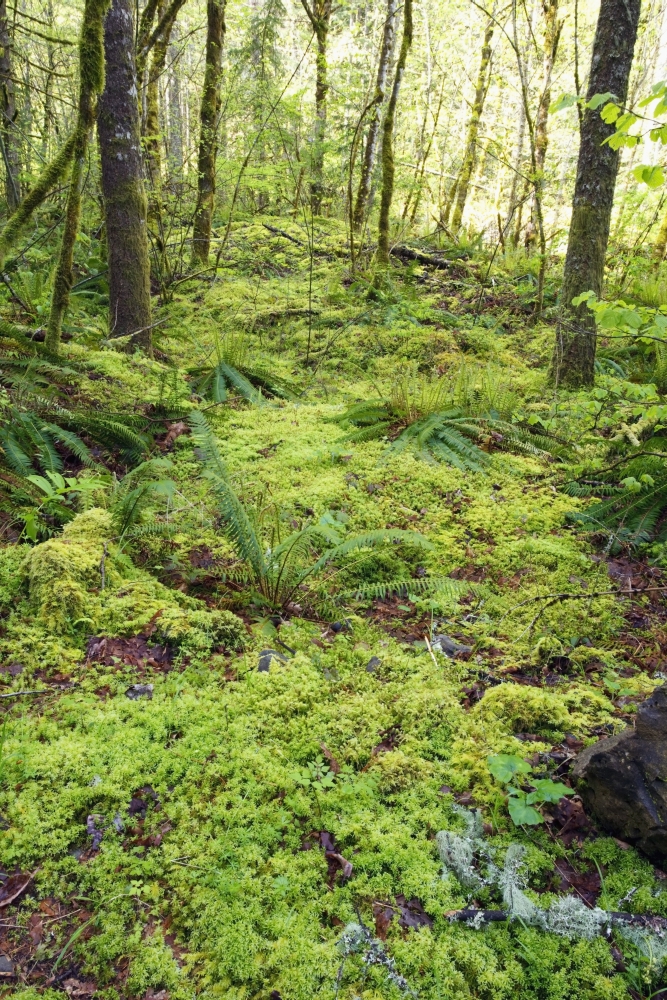 Green Foliage On The Forest Floor Poster Print - 12 x 19