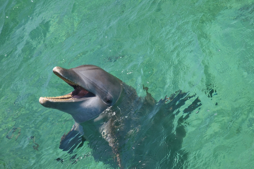 Picture of Posterazzi DPI1875974LARGE Roatan, Bay Islands, Honduras - Bottlenose Dolphin Tursiops Truncatus At Anthonys Key Resort Poster Print, 38 x 24 - Large