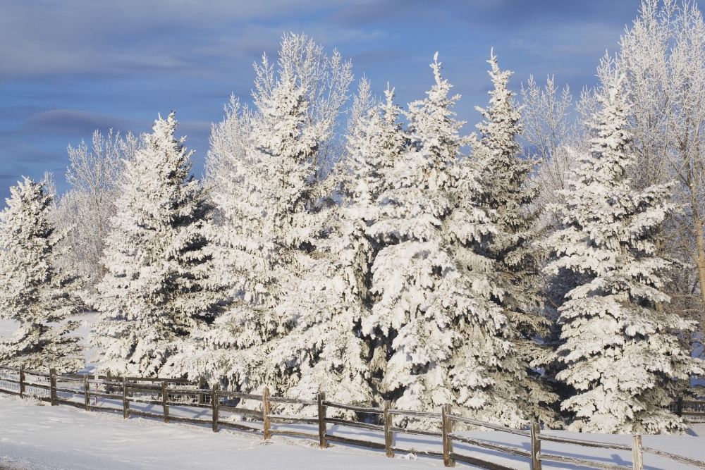 DPI1875364LARGE Calgary, Alberta, Canada - Snow Covered Evergreen Trees & A Wooden Fence Poster Print, 38 x 24 - Large