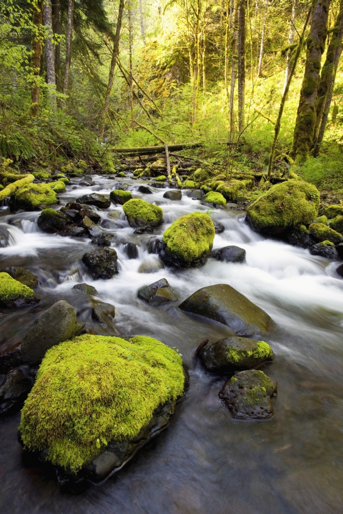 Water Flowing By Moss Covered Rocks In A Stream Poster Print, 24 x 38 - Large