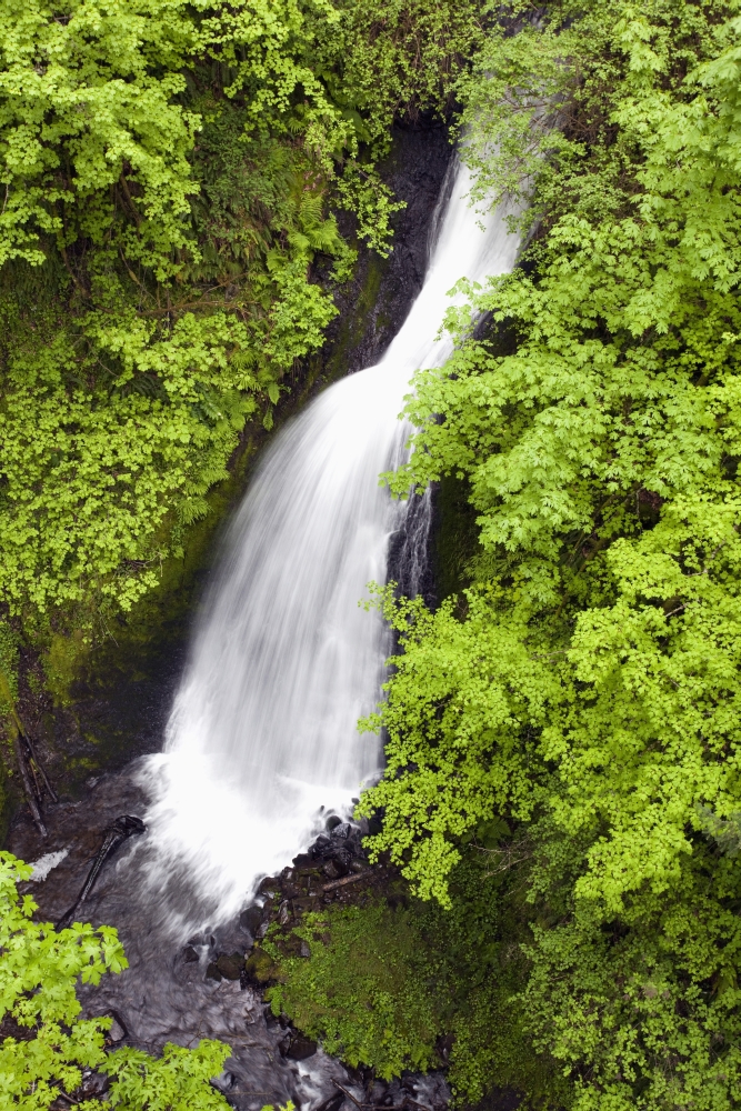 Oregon, United States of America - Lush Green Foliage Along Shepperds Dell Falls In Columbia River Gorge National Scenic Area Poster Print, 12 x 19