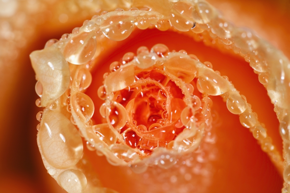 DPI1875881LARGE Water Drops On The Petals of A Rose Poster Print, 38 x 24 - Large