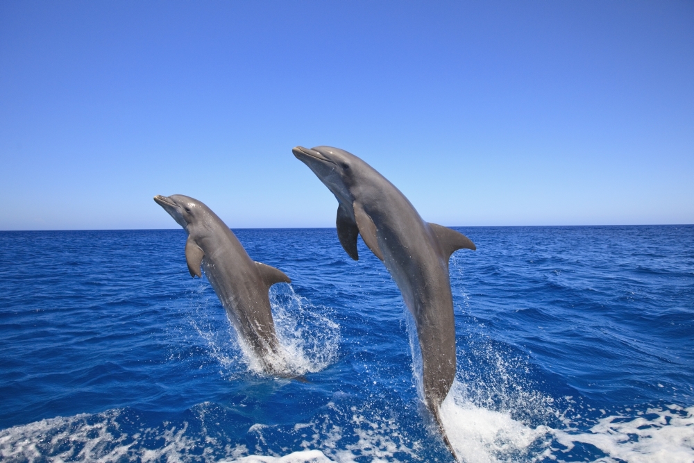 Picture of Posterazzi DPI1876153LARGE Roatan, Bay Islands, Honduras - Bottlenose Dolphins Tursiops Truncatus Jumping In The Caribbean Sea Poster Print, 38 x 24 - Large