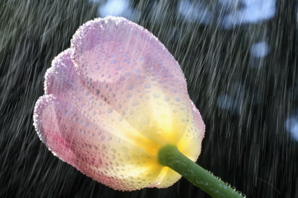 Rain Falling On A Tulip Poster Print, 19 x 12