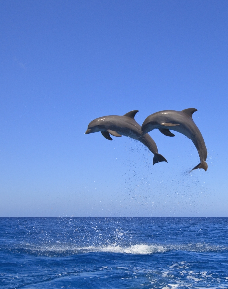 DPI1876155 Roatan, Bay Islands, Honduras - Bottlenose Dolphins Tursiops Truncatus Jumping In The Caribbean Sea Poster Print, 13 x 17