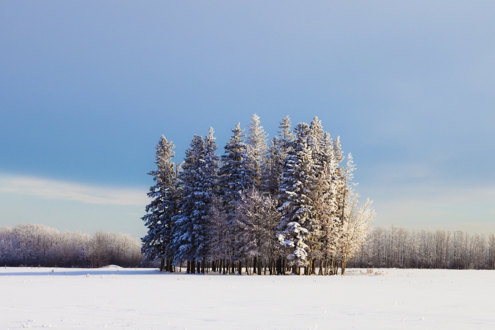 DPI1876452 Parkland County, Alberta, Canada - A Cluster of Trees In A Field Covered In Snow In Winter Poster Print, 19 x 12