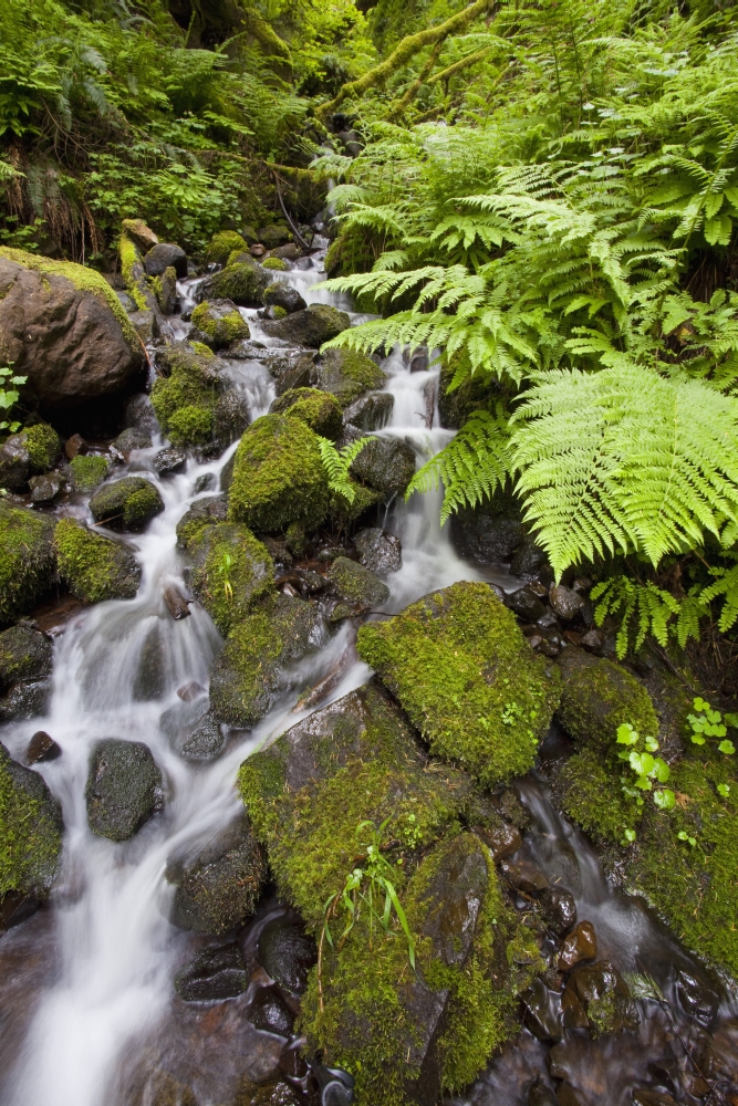 Oregon, United States of America - Lush Green Foliage Along A Small Creek In Columbia River Gorge National Scenic Area Poster Print, 12 x 19