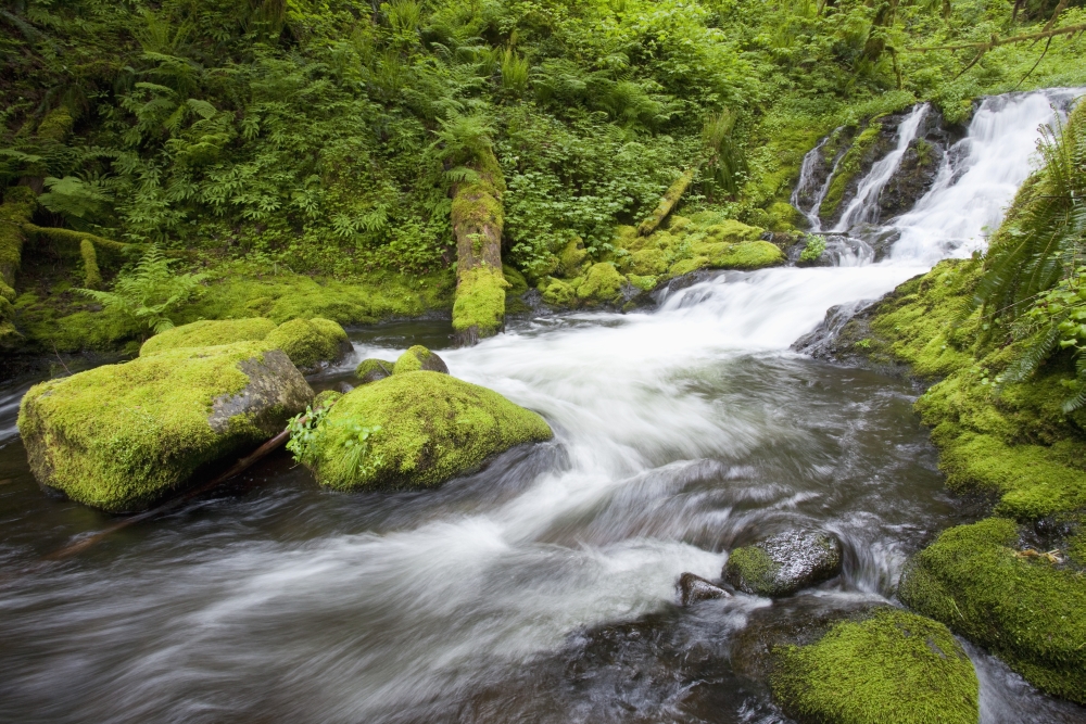 DPI1876708 Oregon, United States of America - Mccord Creek In Columbia River Gorge National Scenic Area Poster Print, 19 x 12