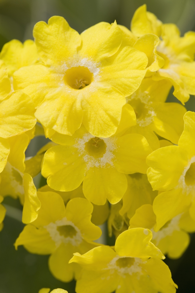 DPI1876800 Calgary, Alberta, Canada - Yellow Primula Auricula Flowers Poster Print, 12 x 19