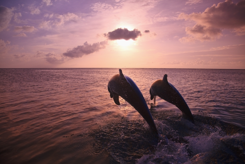 Picture of Posterazzi DPI1875986 Roatan, Bay Islands, Honduras - Two Bottlenose Dolphins Tursiops Truncatus Jumping Out of The Water At Anthonys Key Resort At Sunset Poster Print, 19 x 12