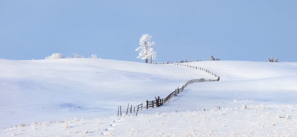 DPI1876448 Parkland County, Alberta, Canada - A Tree & Fence In A Snow Covered Field In Winter Poster Print, 22 x 10