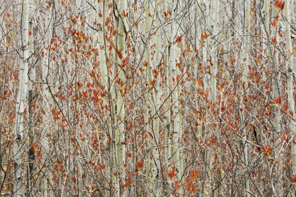 DPI1877057LARGE Spring Buds Against Birch Trees - Hymers, Ontario, Canada Poster Print, 38 x 24 - Large