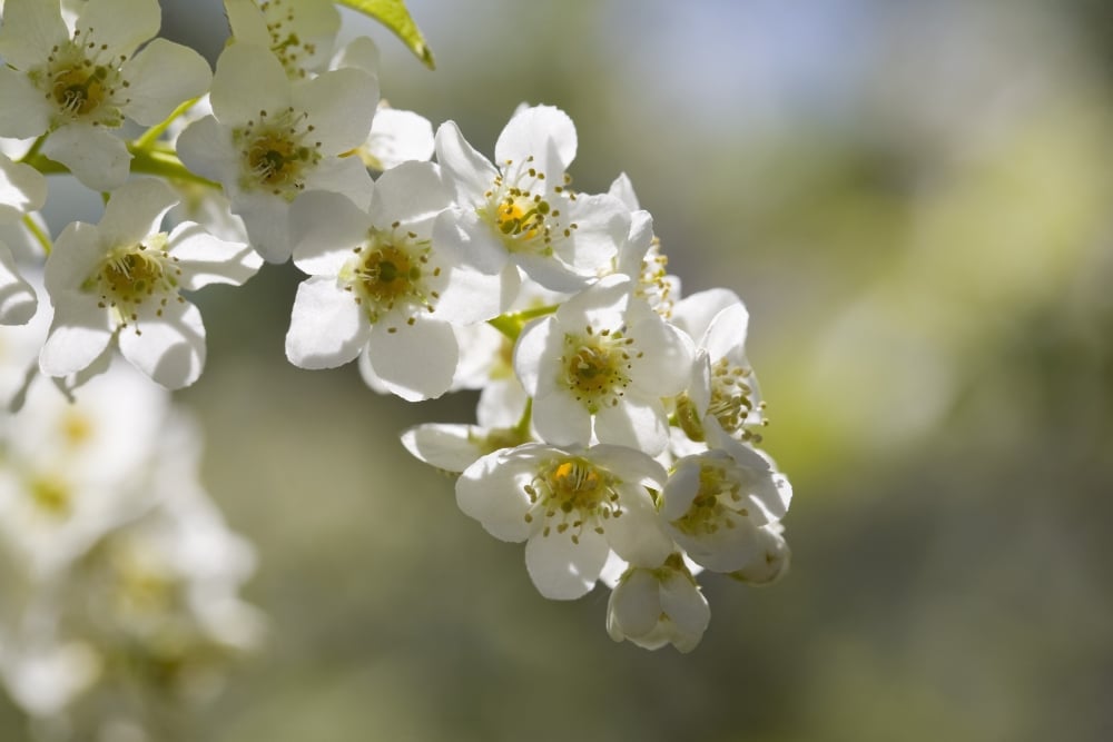 DPI1876835LARGE Calgary, Alberta, Canada - May Day Tree Blossoms Poster Print, 40 x 26 - Large