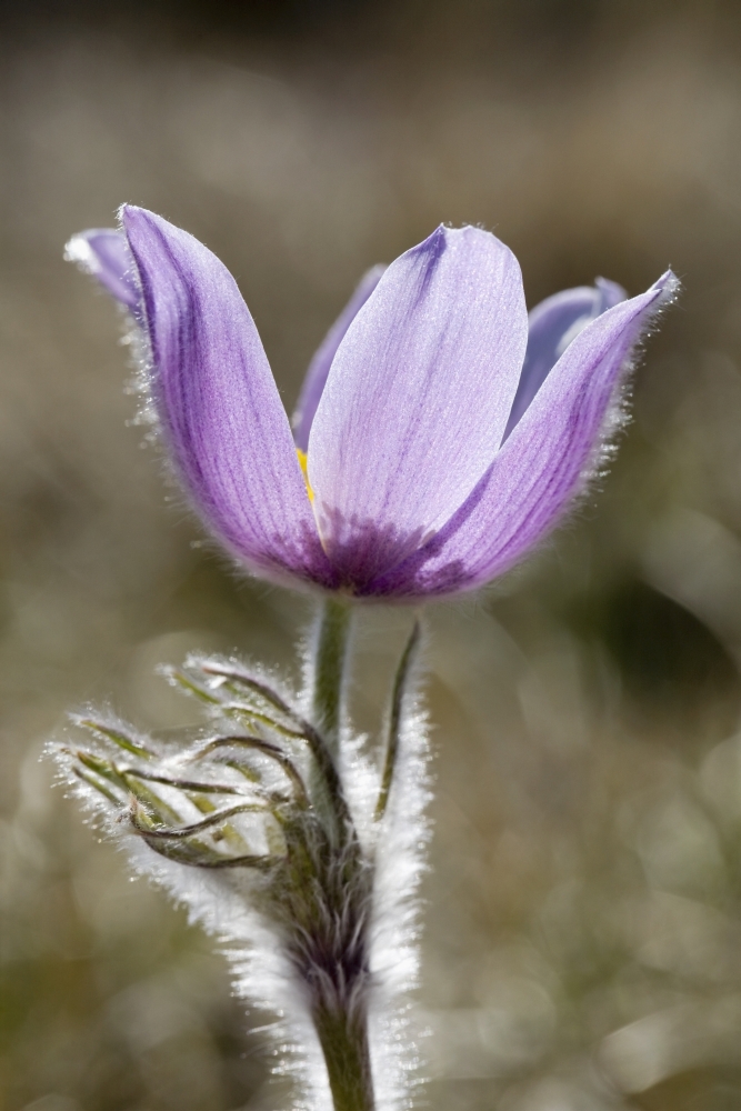 Calgary - Alberta - Canada - A Prairie Crocus Pulsatilla Poster Print