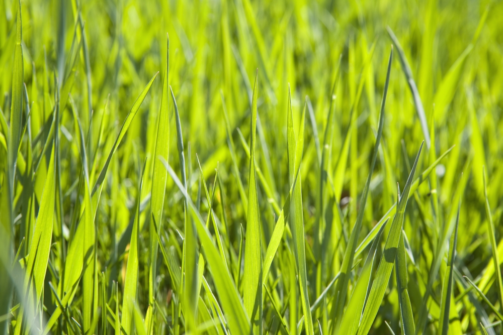 Calgary, Alberta, Canada - Blades of Grass Poster Print, 20 x 13