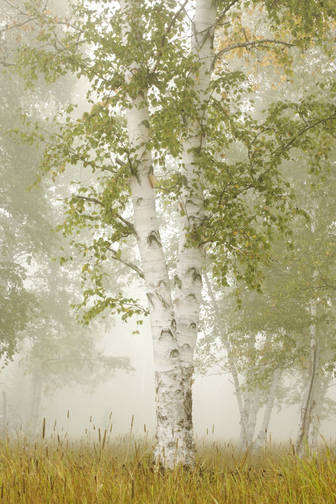 Birch Trees In The Fog - Thunder Bay - Ontario - Canada Poster Print