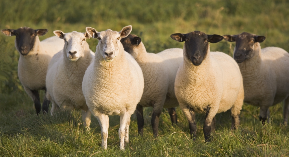Sheep In A Pasture - Yorkshire - England Poster Print - 21 x 11