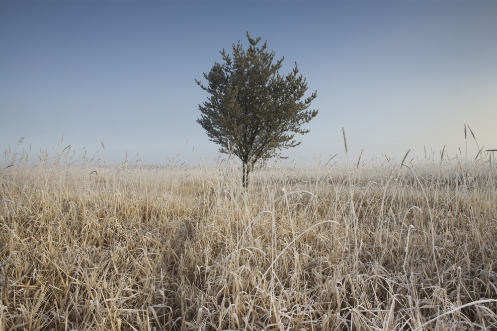 Frost On Tall Grass - Thunder Bay - Ontario - Canada Poster Print - 19 x 12