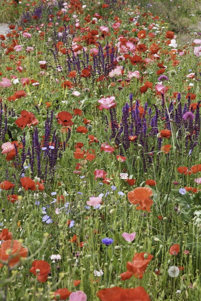 Colourful Wildflowers in A Field - Melk Austria Poster Print