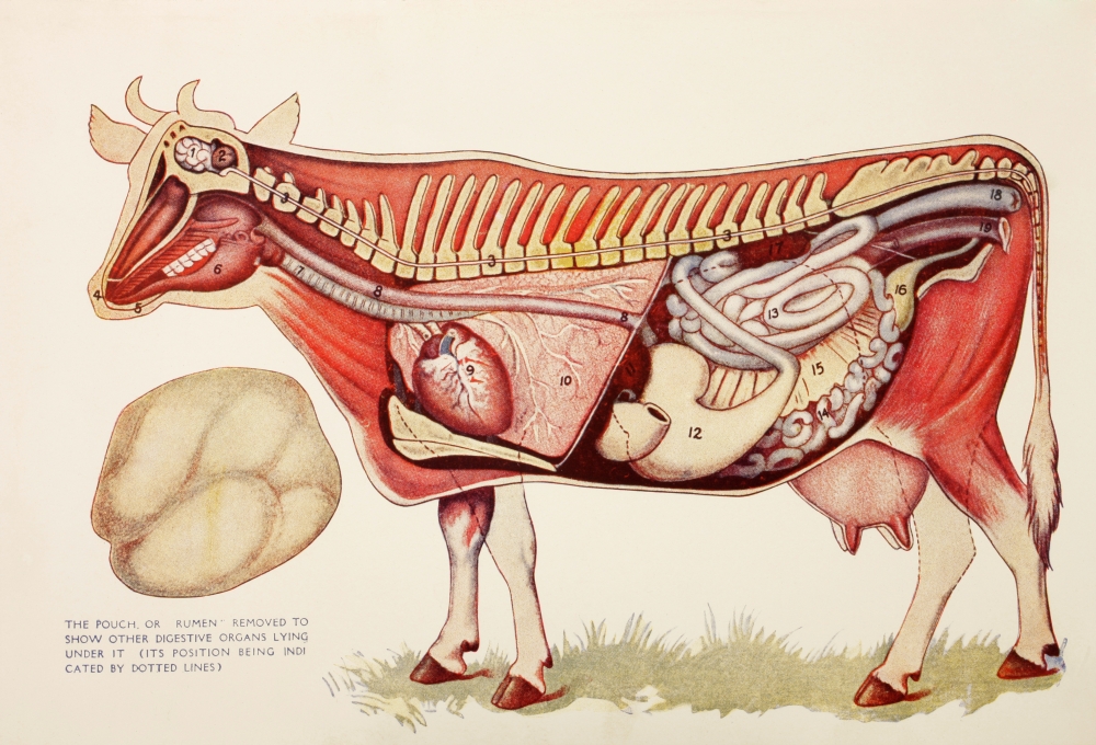 Picture of   Internal Organs of A Cow Withn The Rumen Illustrated to One Side to Reveal Other Digestive Organs Beneath It From Virtues Household Physician Published London 1924 Poster Print&#44; 17 x 12