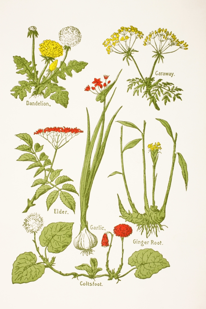 Picture of Posterazzi Medicinal Herbs & Plants. Clockwise From Top Left - Dandelion, Caraway, Ginger Root, Coltsfoot, Garlic, Elder From Virtues Household Physician Published London 1924