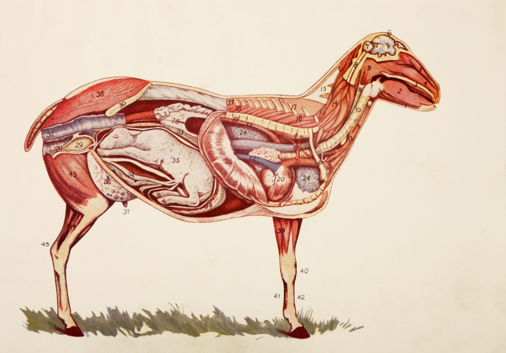 Internal Organs of A Sheep Ewe From Virtues Household Physician Published London 1924 Poster Print, 34 x 24 - Large