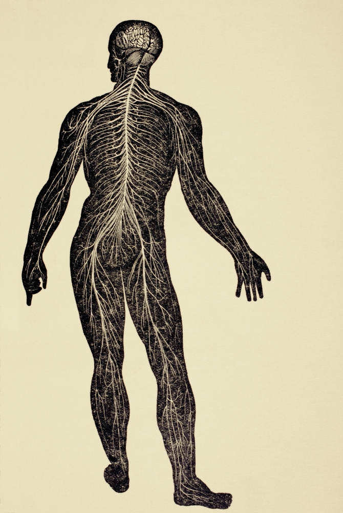 DPI1877753LARGE The Human Nervous System From Virtues Household Physician Published London 1924 Poster Print, 24 x 34 - Large