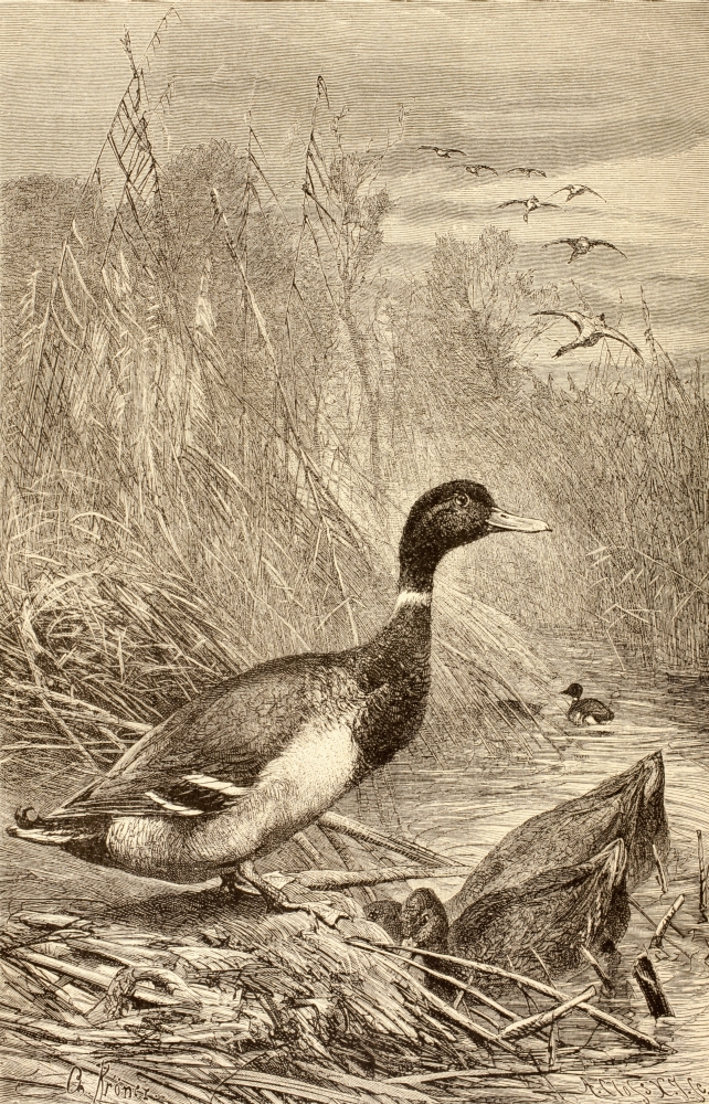 DPI1877765LARGE Wild Duck From La Vida De Los Animales Published Spain Circa 1885 Poster Print, 22 x 36 - Large