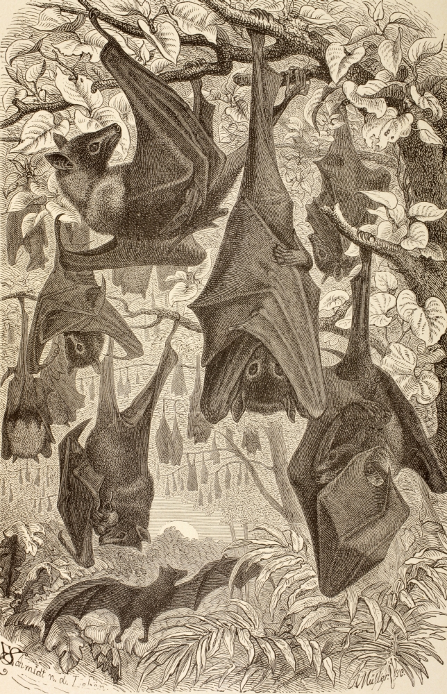 Flying Foxes Also Known As Fruit Bats From La Vida De Los Animales Published Spain Circa 1885 Poster Print - 22 x 36 - Large