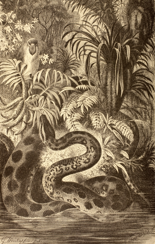 Anaconda Looking For Prey From La Vida De Los Animales Published Spain Circa 1885 Poster Print, 11 x 18